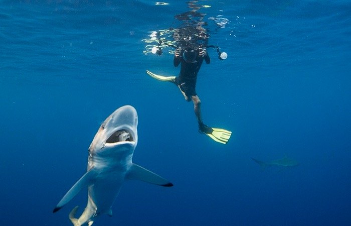 Swimming with sharks in Los Cabos