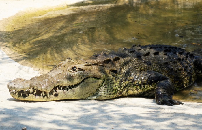 Puerto Vallarta crocodile tour