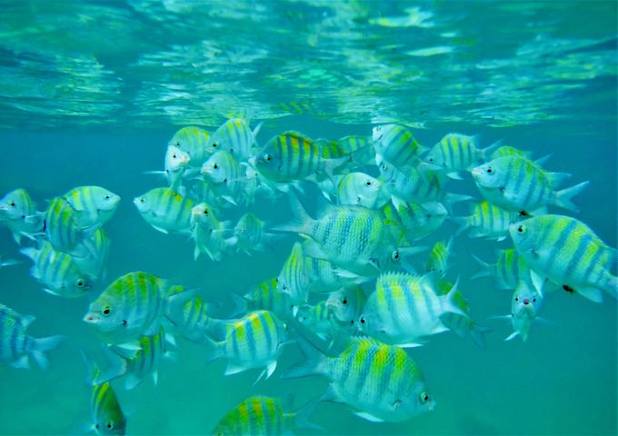 A school of fish at Yal Ku Lagoon and Cenote in Akumal