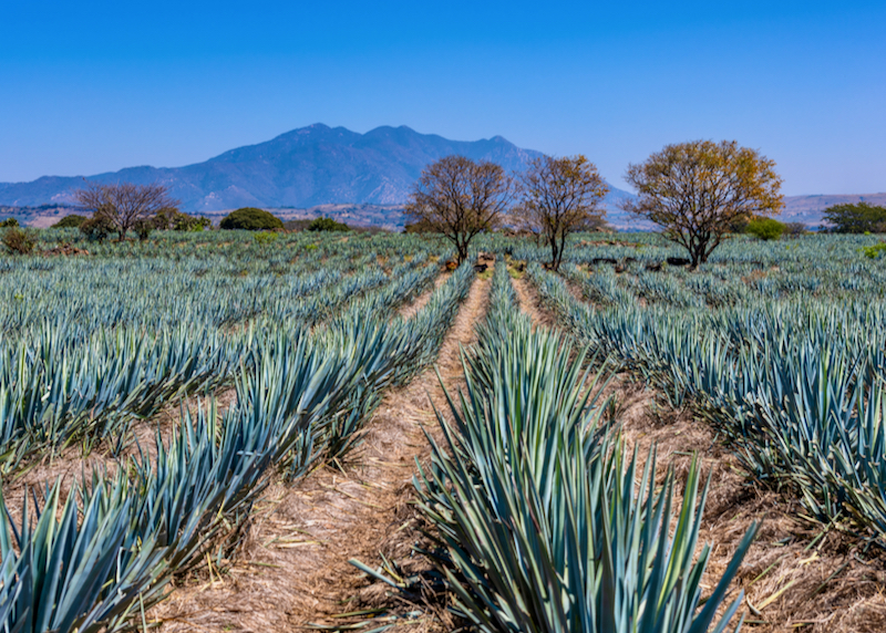 agave fields in tequila Jalisco