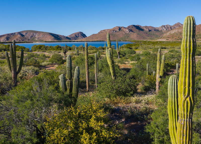 cactus grove in mountains