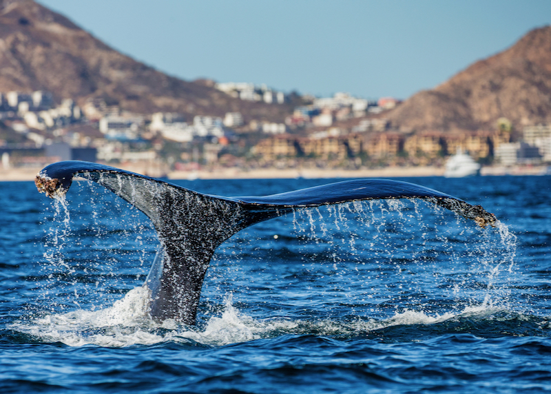 humpback whale tail