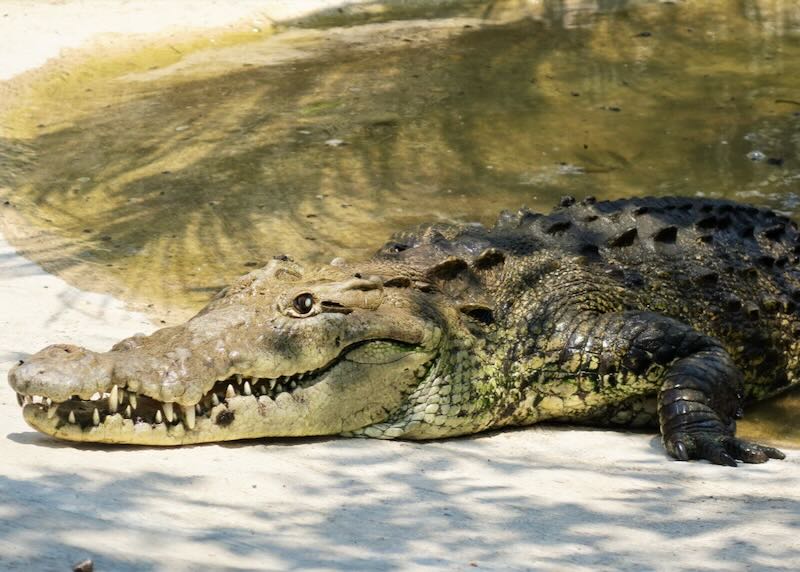 Puerto Vallarta crocodile tour
