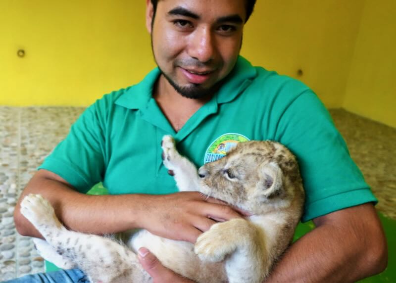 Lion cub at Vallarta Zoo