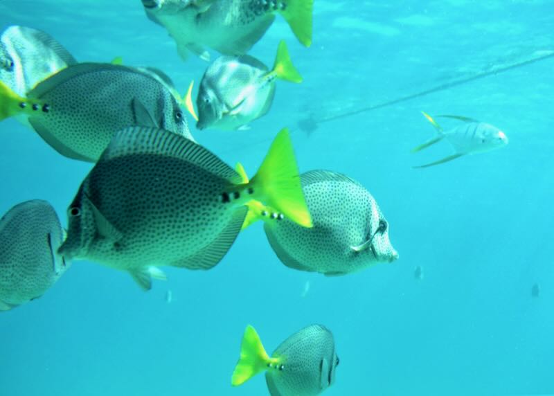 Bright green and black polka dotted fish.