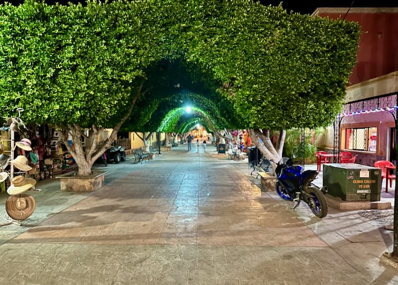 A tree-covered lane in town square.