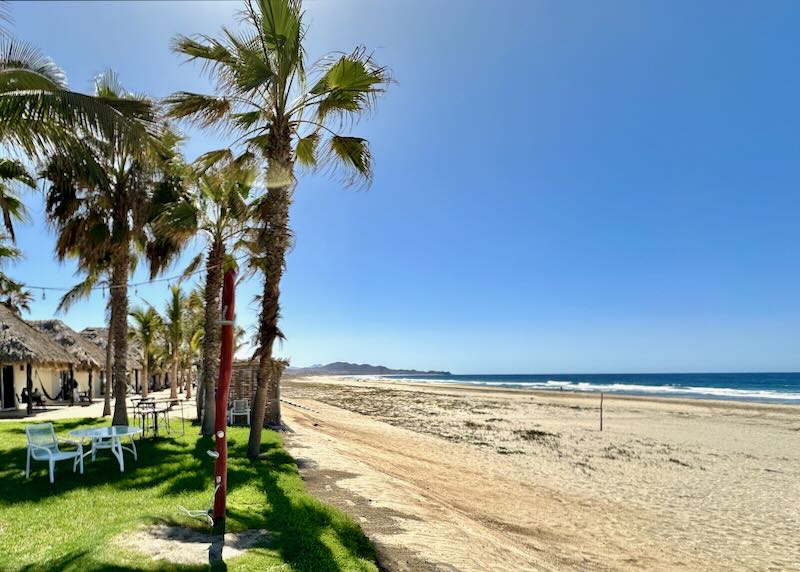 Palm trees stand tall on the side of a long beach.