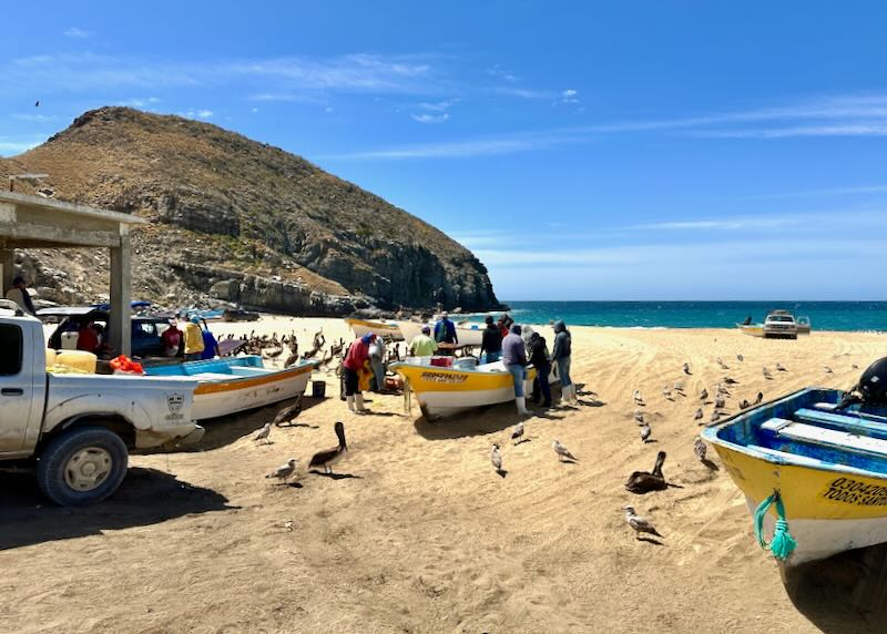 Birds and people surround fishing boats on a golden-sand beach.