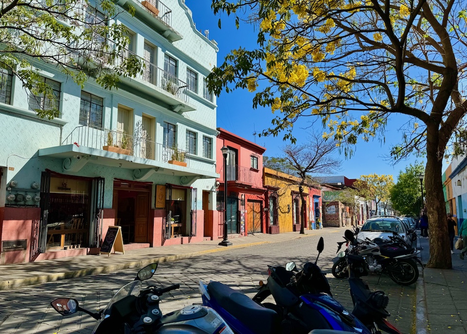 A view of a street lined with colorful buildings and flowering trees in the Centro neighborhood of Oaxaca.